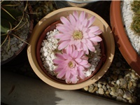 a454de4a-Picture 2975.jpg